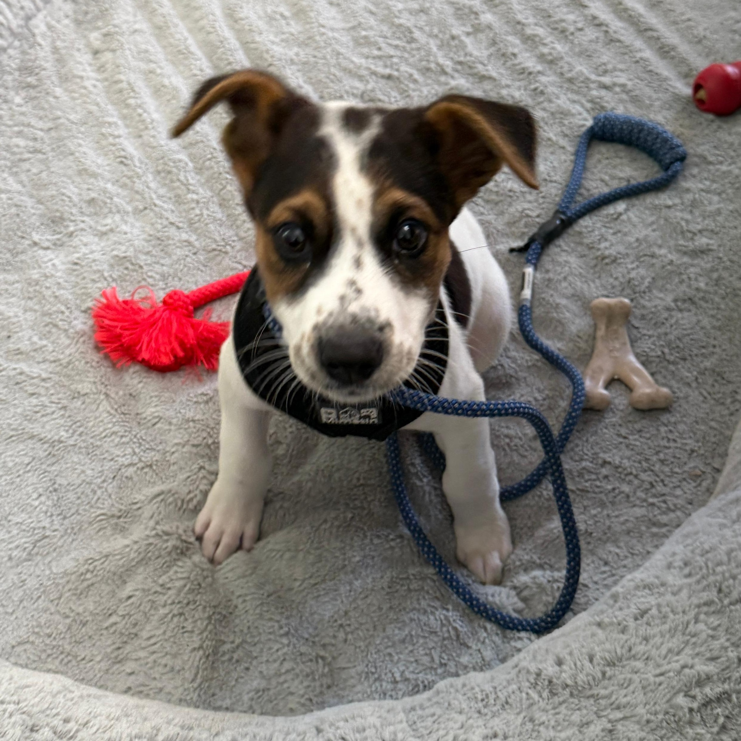 JASPER - sweetest boy!, an adoptable mixed breed in Chesapeake Beach, MD image 3/6