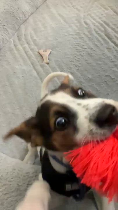 Enlarge JASPER - sweetest boy!, an adoptable mixed breed in Chesapeake Beach, MD video 6/6