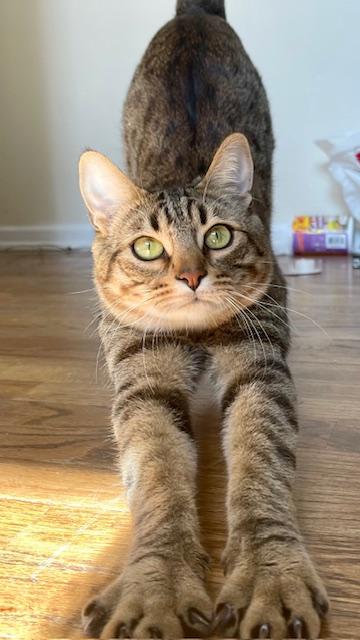 Enlarge Lynx, a Adoptable Domestic Medium Hair in Las Vegas, NV image 1/6