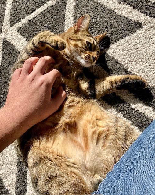 Enlarge Lynx, a Adoptable Domestic Medium Hair in Las Vegas, NV image 3/6