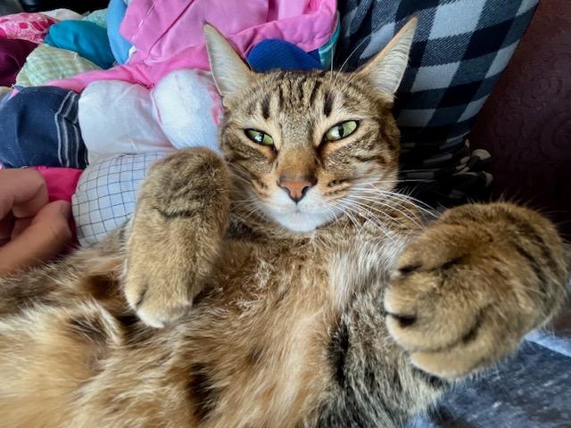 Enlarge Lynx, a Adoptable Domestic Medium Hair in Las Vegas, NV image 4/6