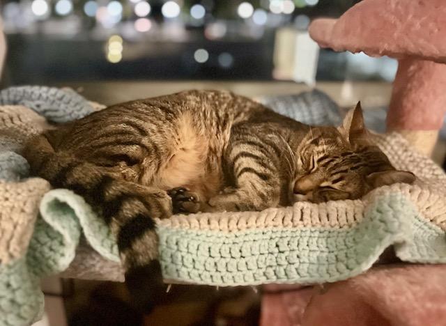 Enlarge Lynx, a Adoptable Domestic Medium Hair in Las Vegas, NV image 5/6