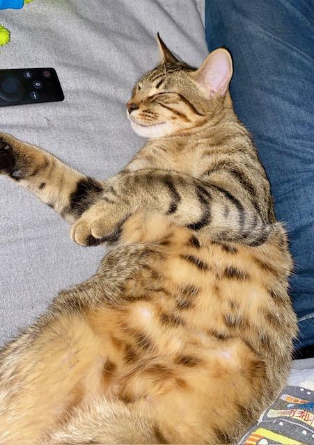 Enlarge Lynx, a Adoptable Domestic Medium Hair in Las Vegas, NV image 6/6