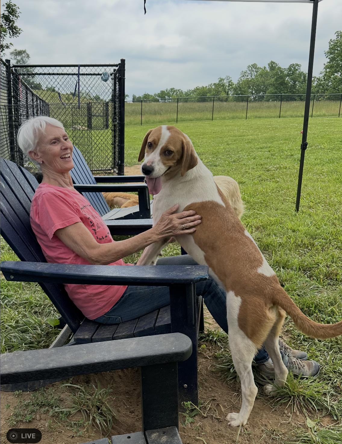 Enlarge Riley, an adopted Foxhound in Chester Springs, PA image 1/1