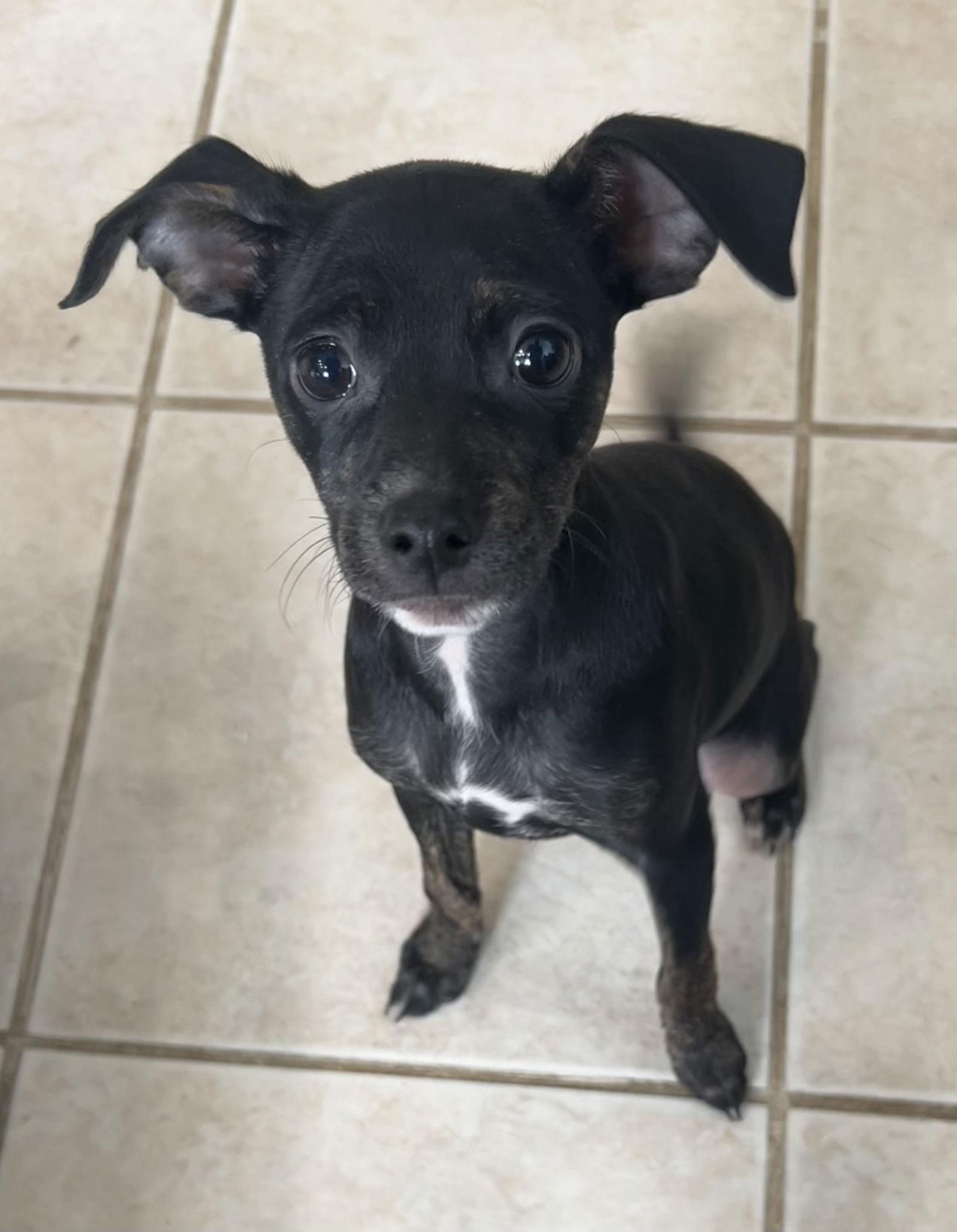 Enlarge Jeanette, a Adoptable mixed breed in Stephens City, VA image 2/3