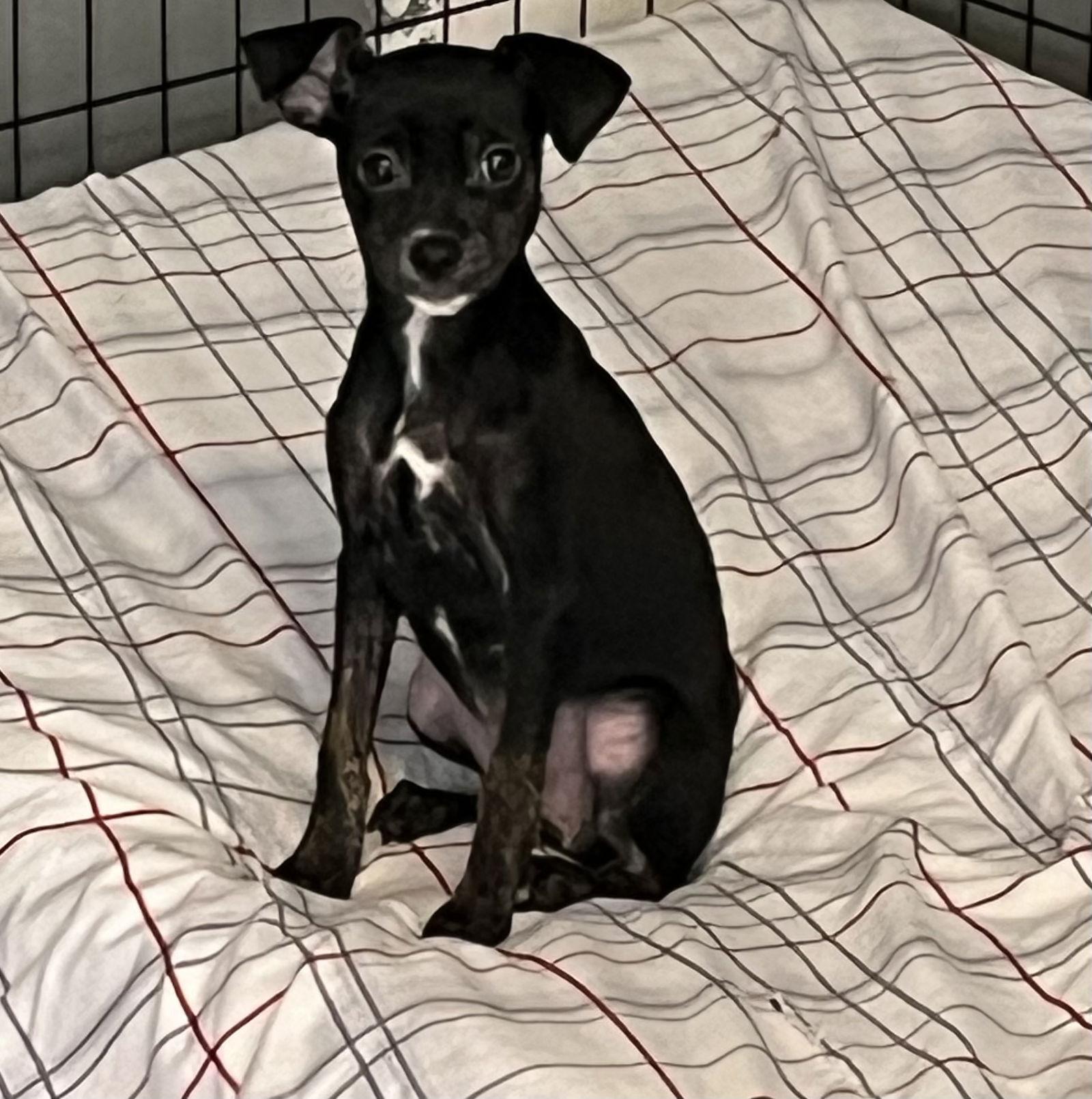 Enlarge Jeanette, a Adoptable mixed breed in Stephens City, VA image 3/3