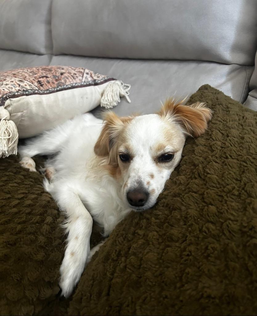 26Piper, an adopted mixed breed in Shingle Springs, CA image 2/4