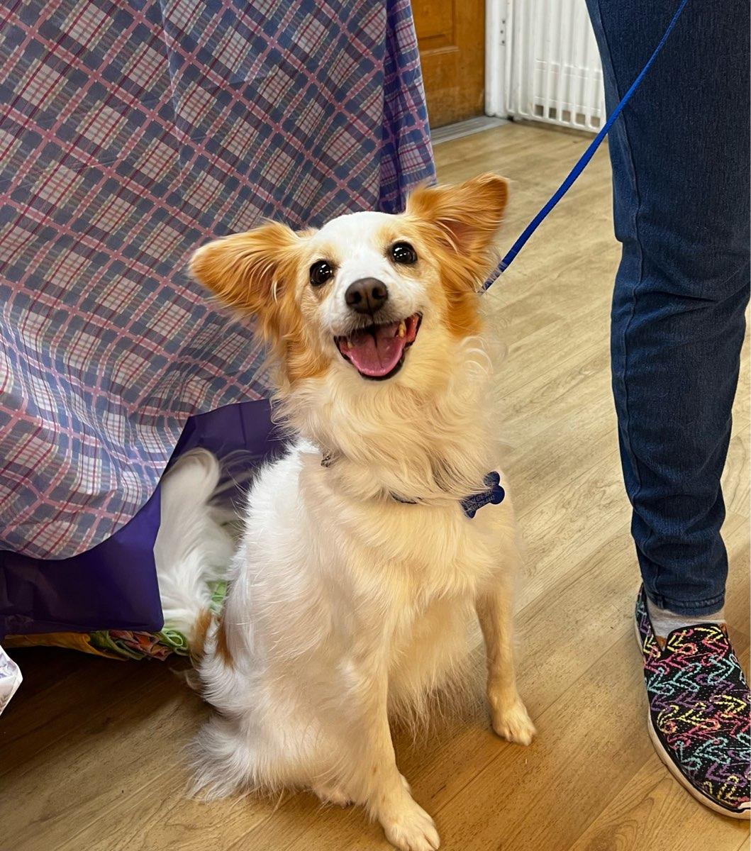 26Piper, adopted, Adult Female Cavalier King Charles Spaniel.