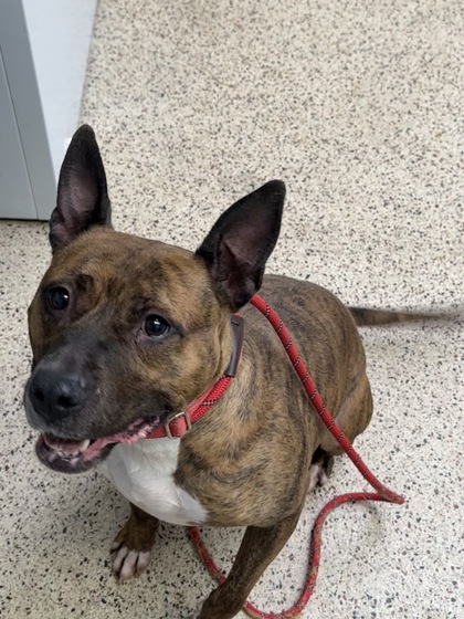 Enlarge Zarra, a Adoptable mixed breed in Philadelphia, PA image 5/5