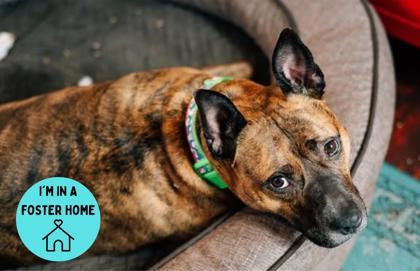 Enlarge Zarra, a Adoptable mixed breed in Philadelphia, PA image 1/5