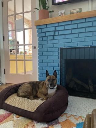 Enlarge Zarra, a Adoptable mixed breed in Philadelphia, PA image 3/5