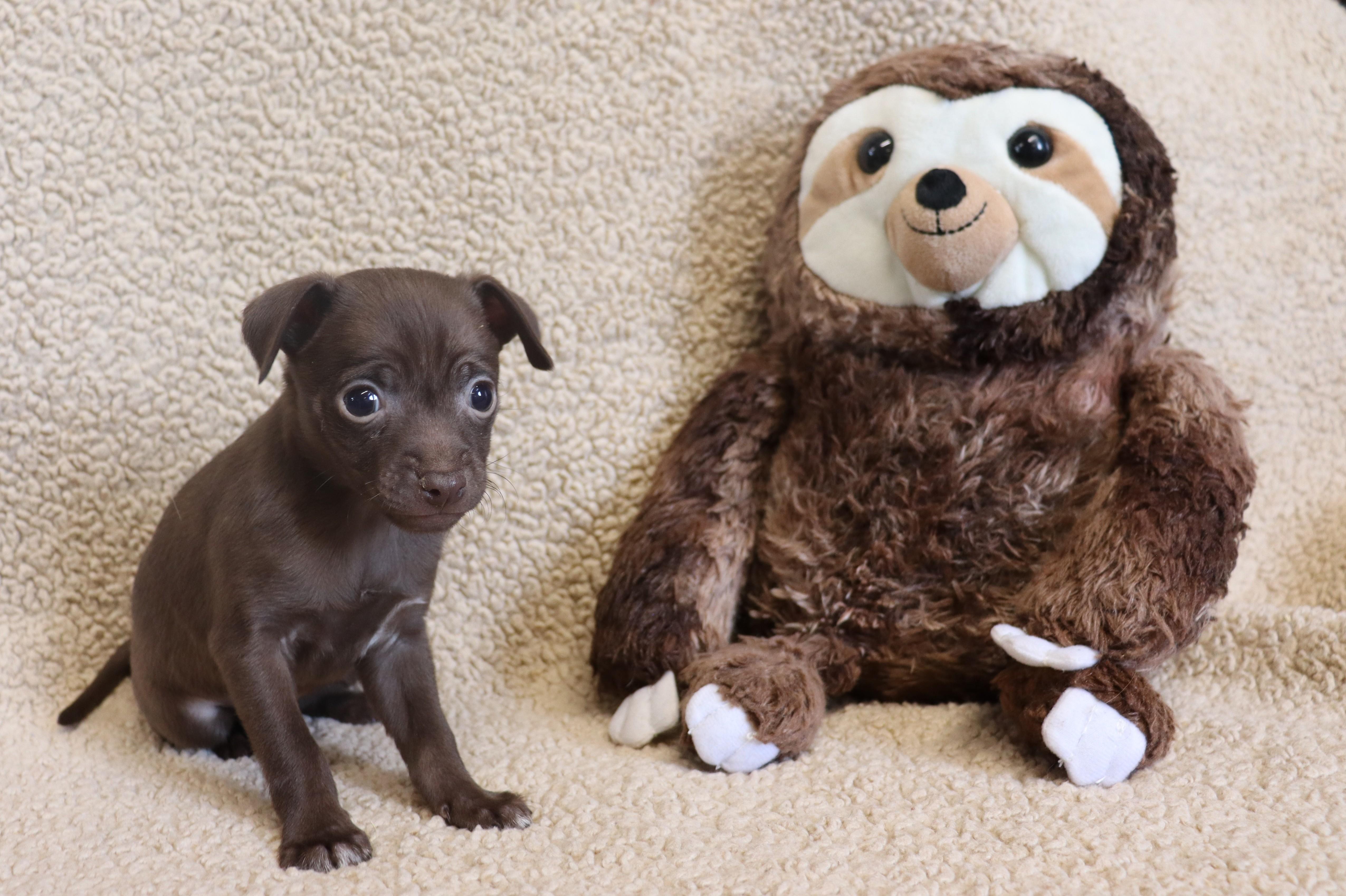Enlarge George, a Adoptable Chihuahua in Portland , ME image 1/6