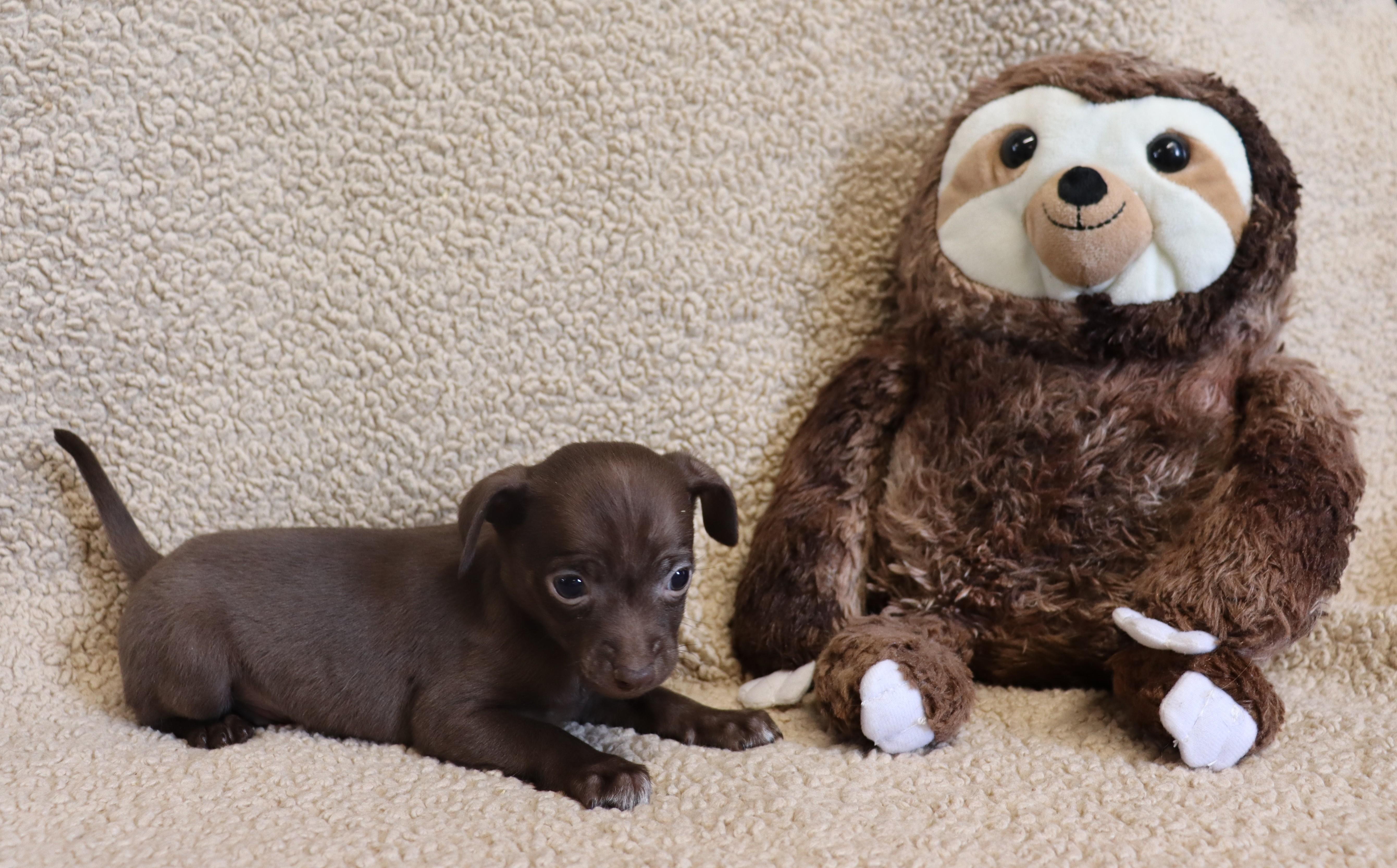 Enlarge George, a Adoptable Chihuahua in Portland , ME image 4/6