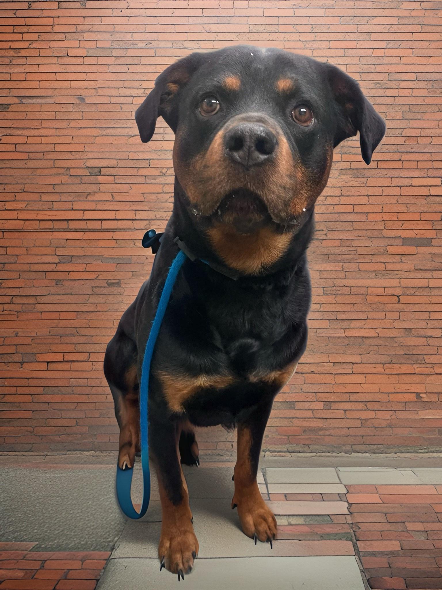 Enlarge Anubis, a Adoptable Rottweiler in Springfield, IL image 2/3
