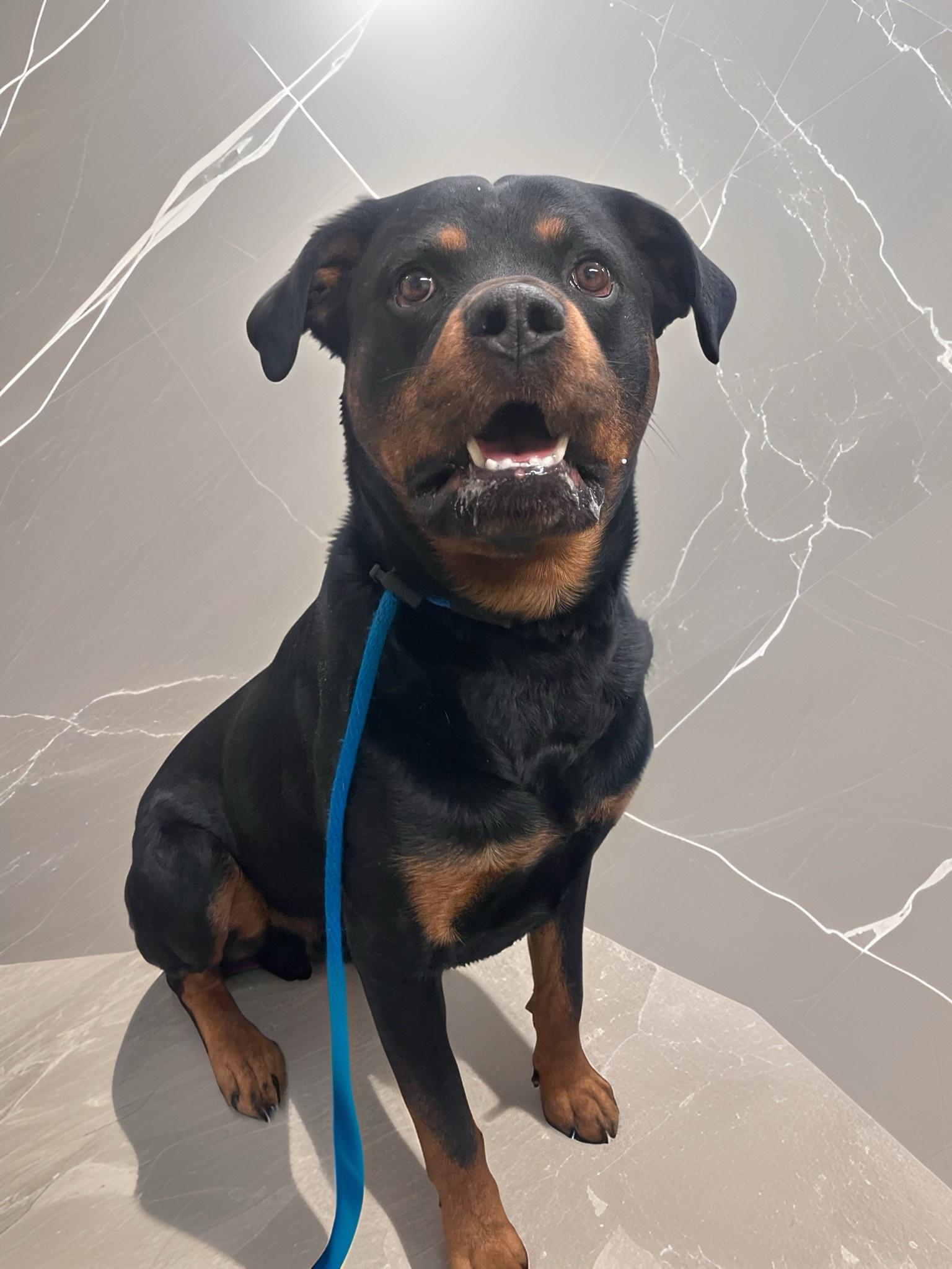 Anubis, Adoptable, Adult Male Rottweiler.