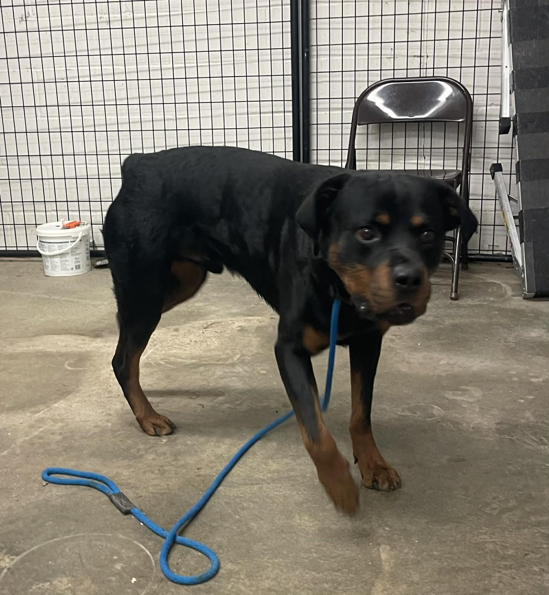 Enlarge Anubis, a Adoptable Rottweiler in Springfield, IL image 3/3