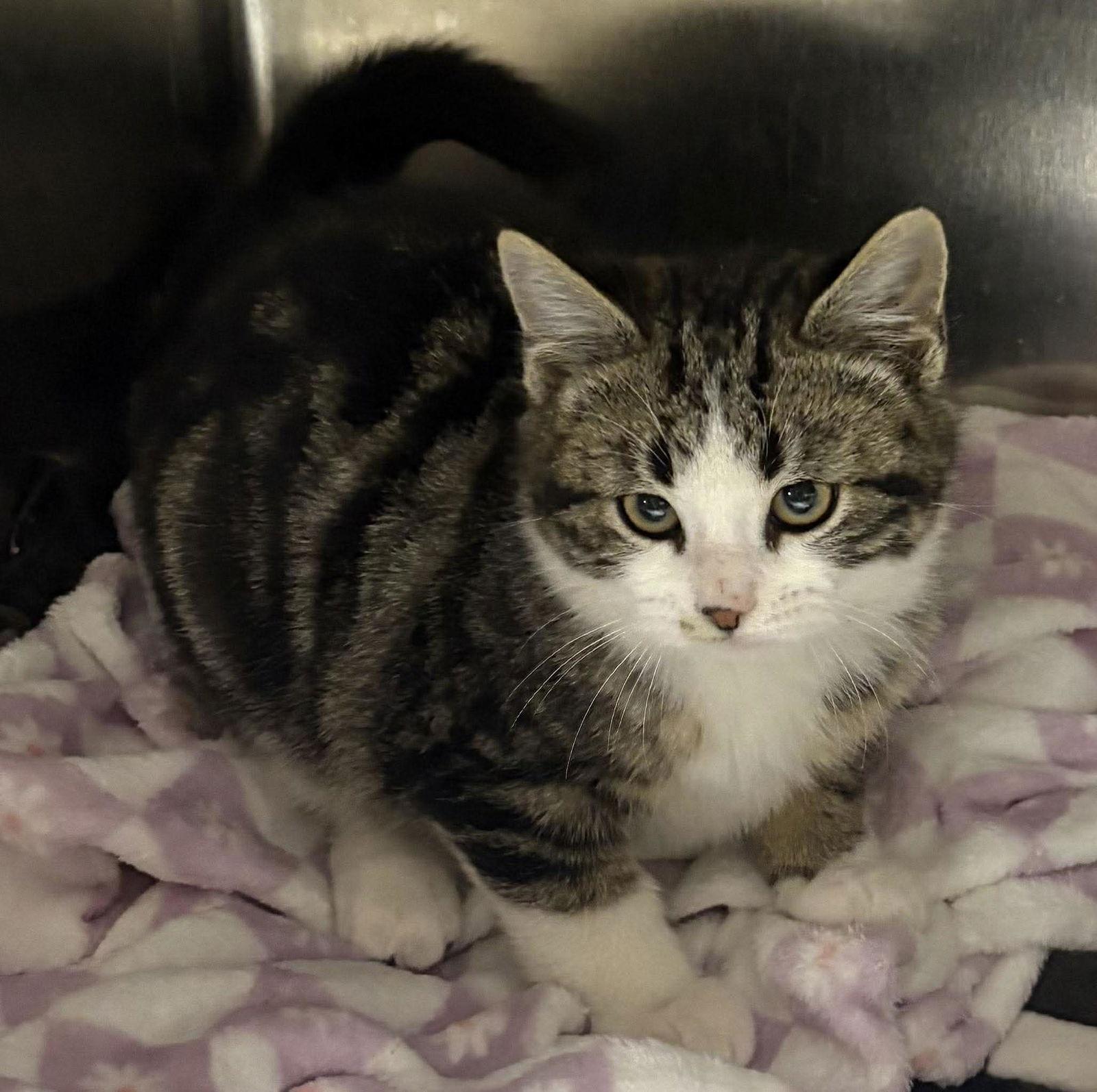 Ching Ching, Adopted, Young Male Domestic Short Hair.