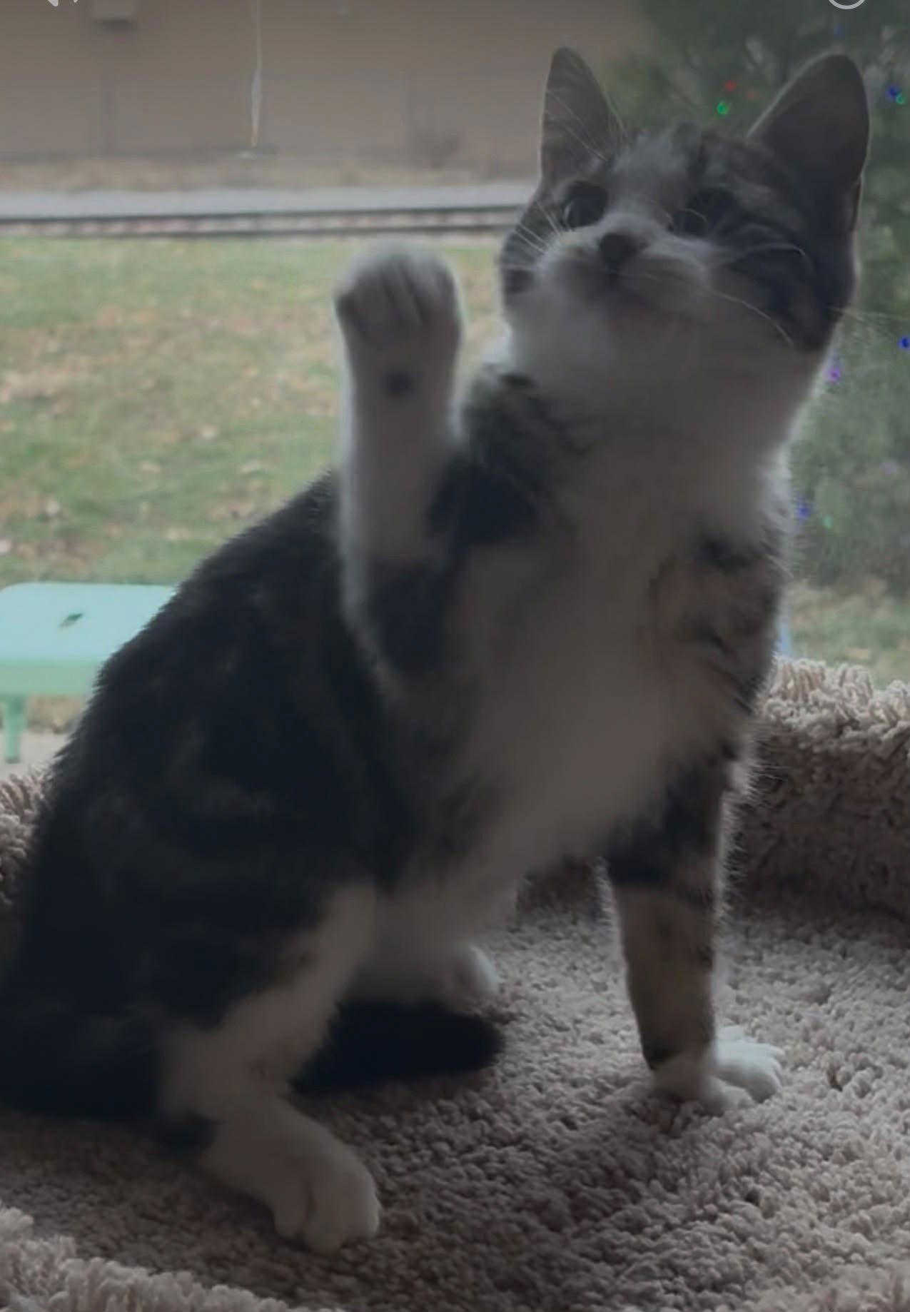 Enlarge Ching Ching, a Adopted Domestic Short Hair in Dalzell, IL image 2/3