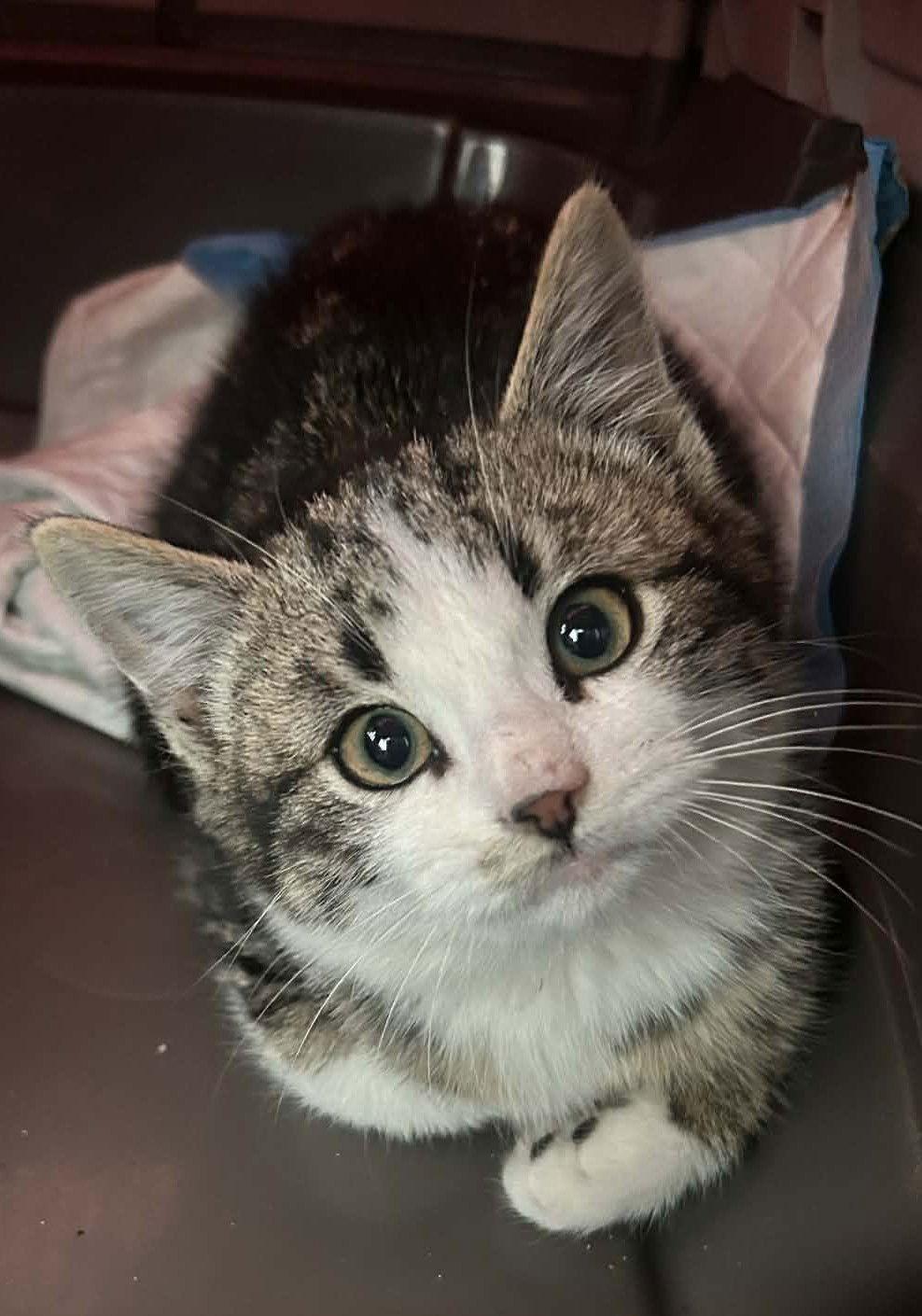 Enlarge Ching Ching, a Adopted Domestic Short Hair in Dalzell, IL image 3/3