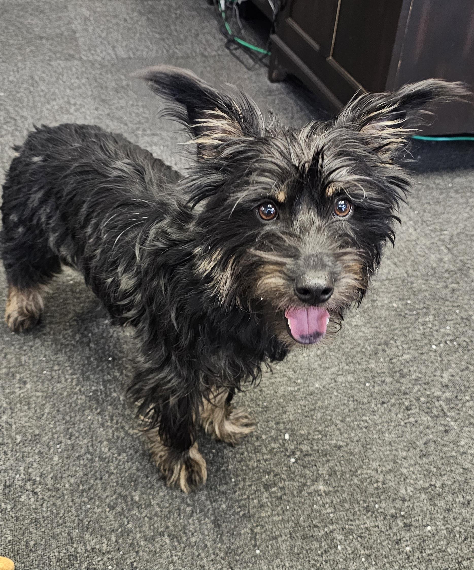 Enlarge River , an adopted mixed breed in Owensboro, KY image 1/1