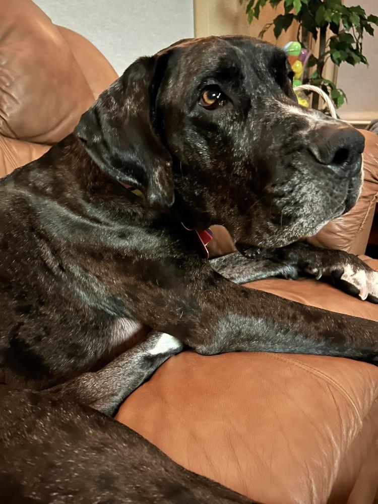 Enlarge Riot, a Adoptable mixed breed in Denver, CO image 2/6