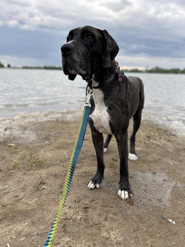 Enlarge Riot, a Adoptable mixed breed in Denver, CO image 4/6