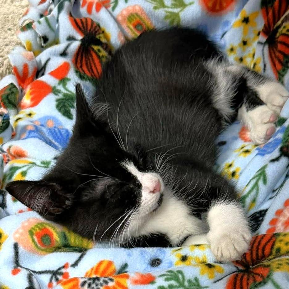 Catalina, Adoptable, Kitten Female Domestic Short Hair.