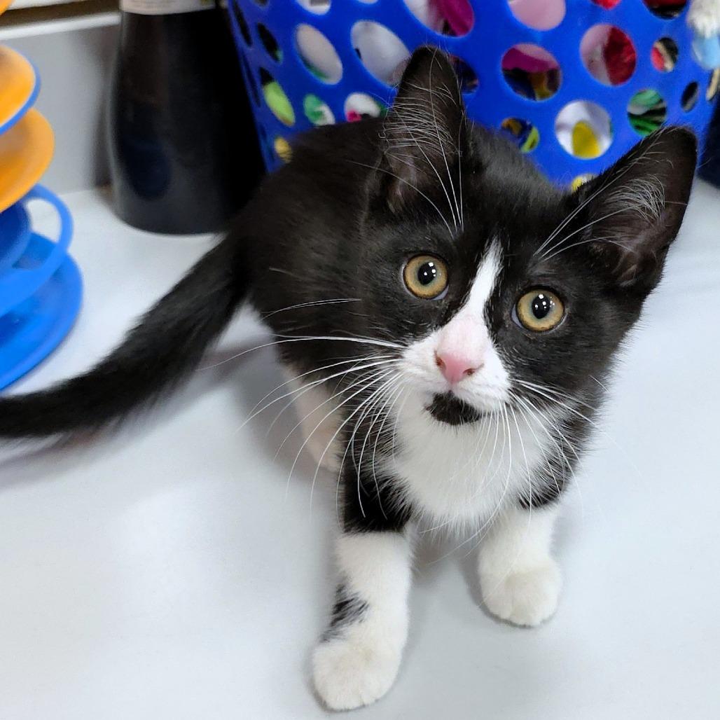 Catalina, a Adoptable Domestic Short Hair in Michigan City, IN image 2/3