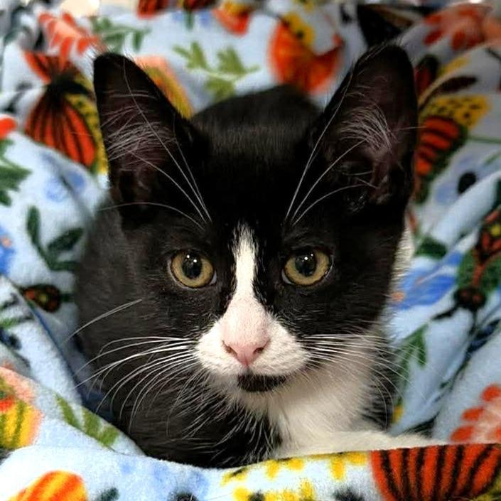 Catalina — thumbnail 3