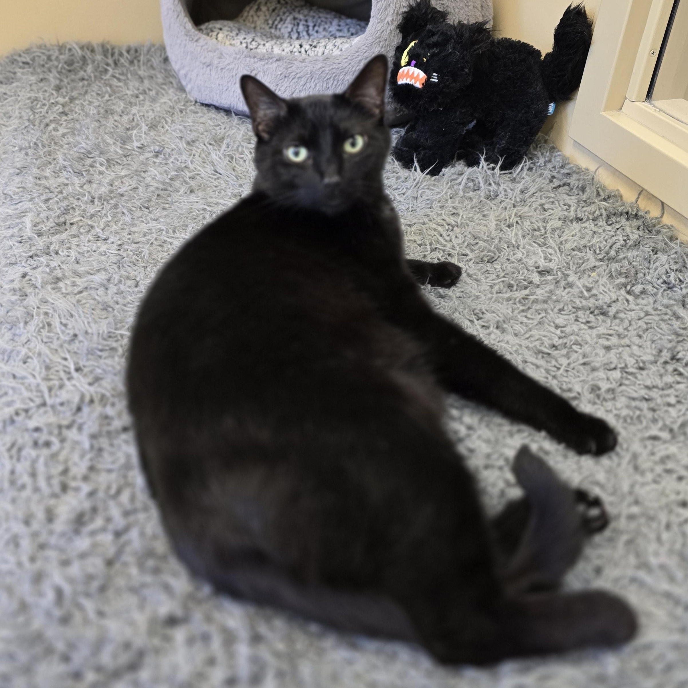 Enlarge Sam, a ADOPTABLE Domestic Short Hair in Bristol, RI image 1/4