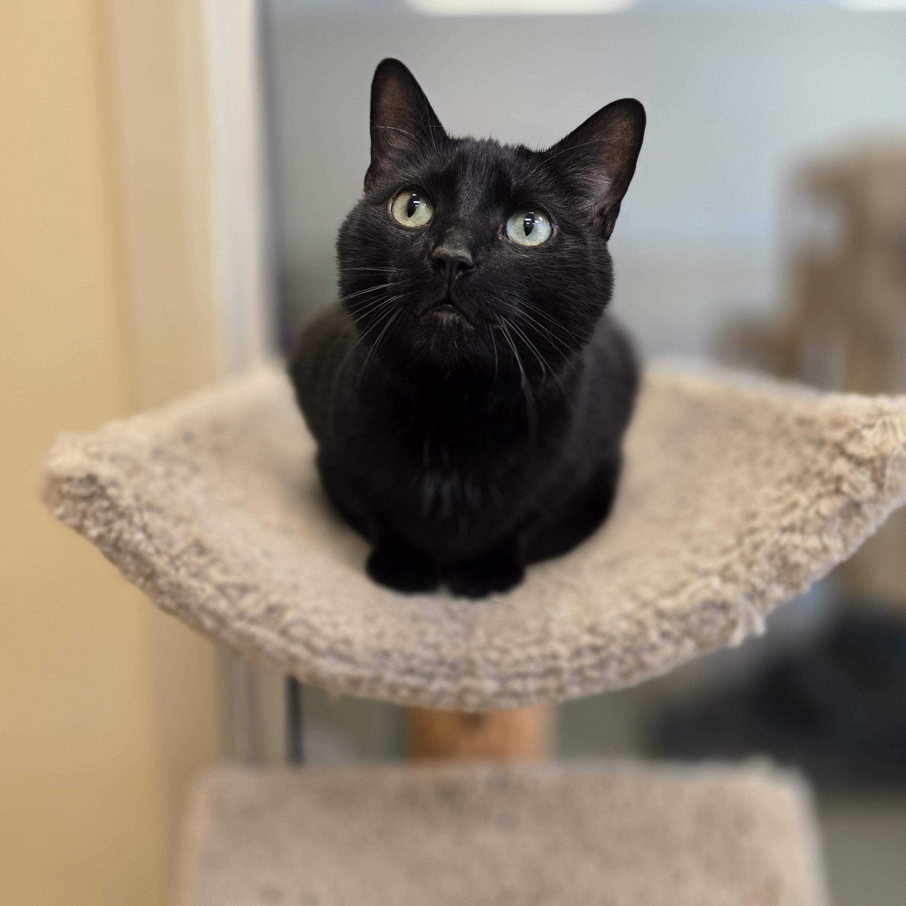 Enlarge Sam, a ADOPTABLE Domestic Short Hair in Bristol, RI image 4/4