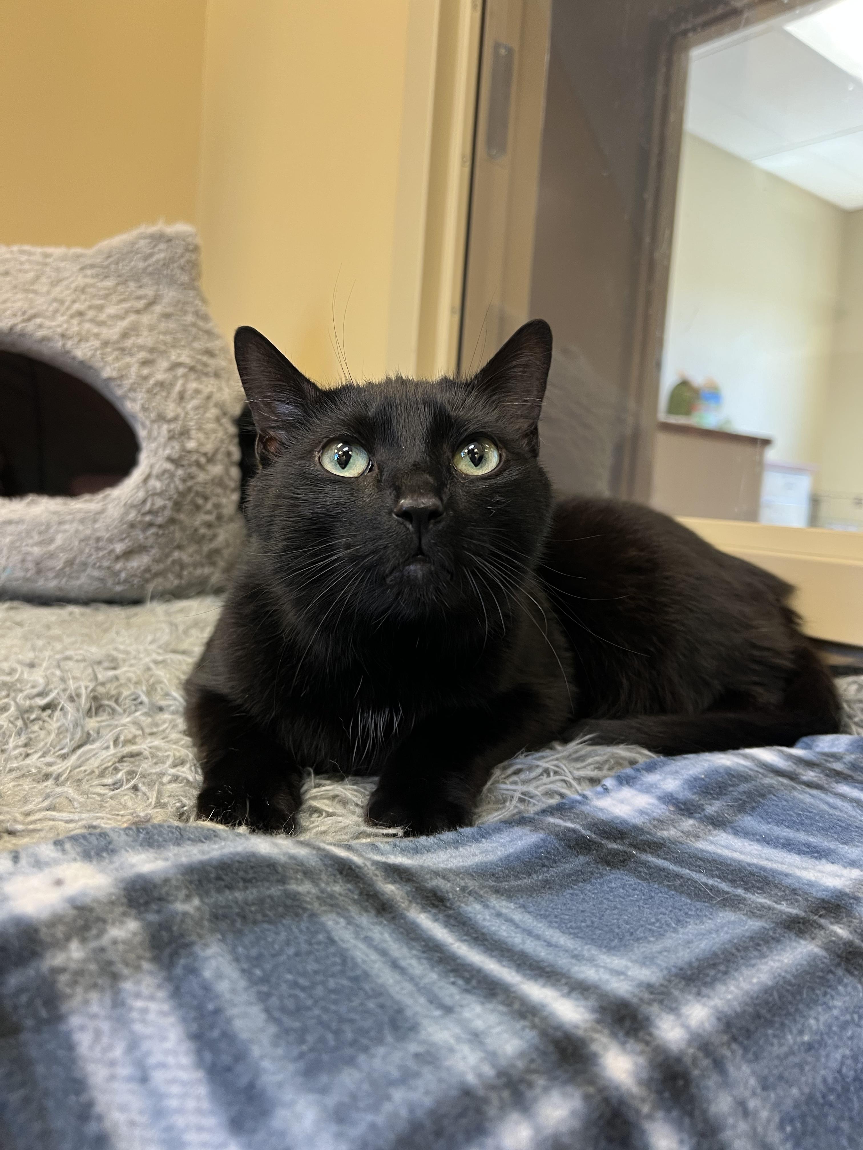 Enlarge Sam, a ADOPTABLE Domestic Short Hair in Bristol, RI image 2/4