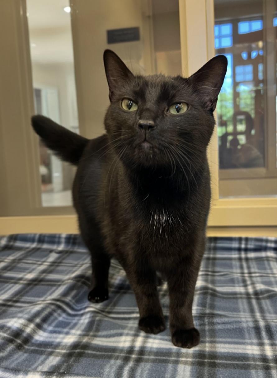 Enlarge Sam, a ADOPTABLE Domestic Short Hair in Bristol, RI image 3/4