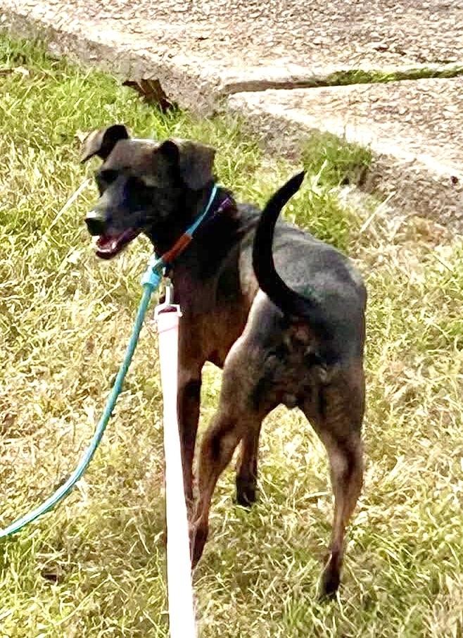 Enlarge Louise, a Adoptable mixed breed in Syracuse, NY image 2/6