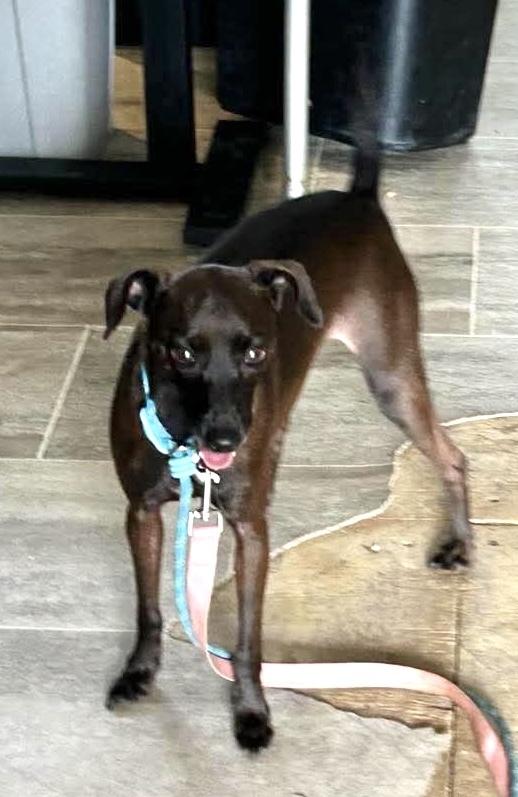 Enlarge Louise, a Adoptable mixed breed in Syracuse, NY image 3/6