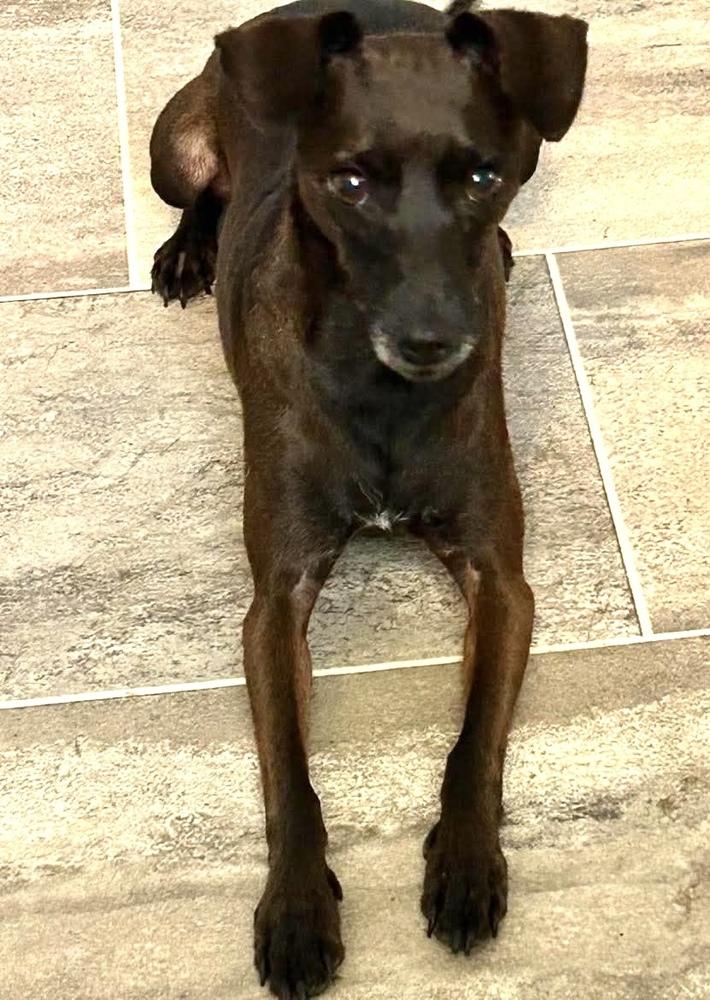 Enlarge Louise, a Adoptable mixed breed in Syracuse, NY image 4/6