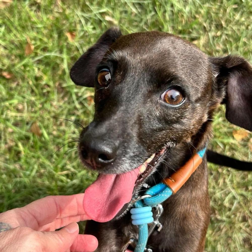 Enlarge Louise, a Adoptable mixed breed in Syracuse, NY image 5/6