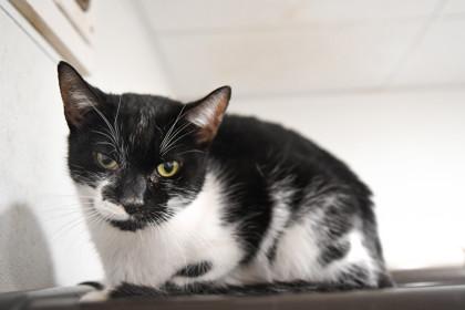 Zinc, Adoptable, Adult Female Domestic Short Hair & Domestic Short Hair.