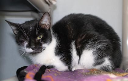 Enlarge Zinc, a Adoptable Domestic Short Hair in Ringoes, NJ image 2/3