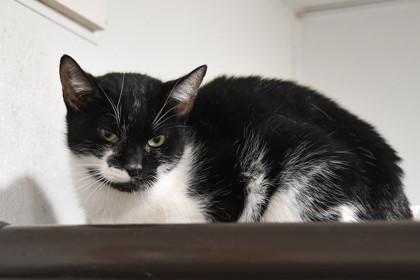Enlarge Zinc, a Adoptable Domestic Short Hair in Ringoes, NJ image 3/3