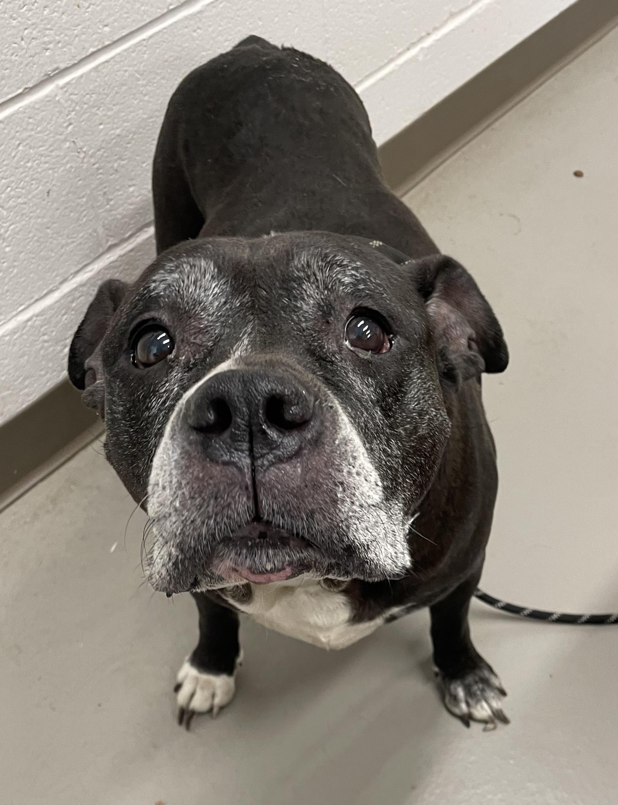 Granny AVAILABLE, a ADOPTABLE American Bully in Canton, OH image 4/4