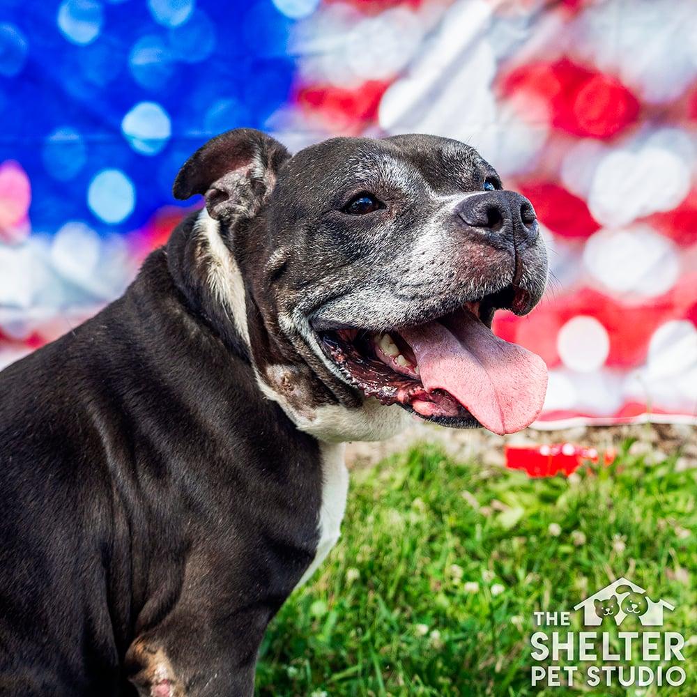 Granny AVAILABLE, a ADOPTABLE American Bully in Canton, OH image 2/4