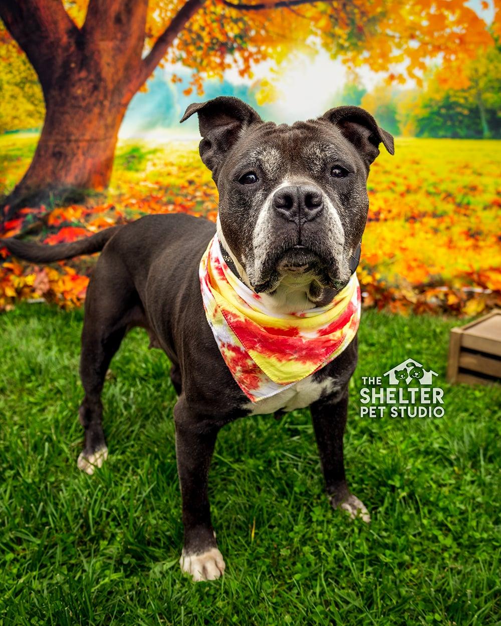 Granny AVAILABLE, Adoptable, Senior Female American Bully.