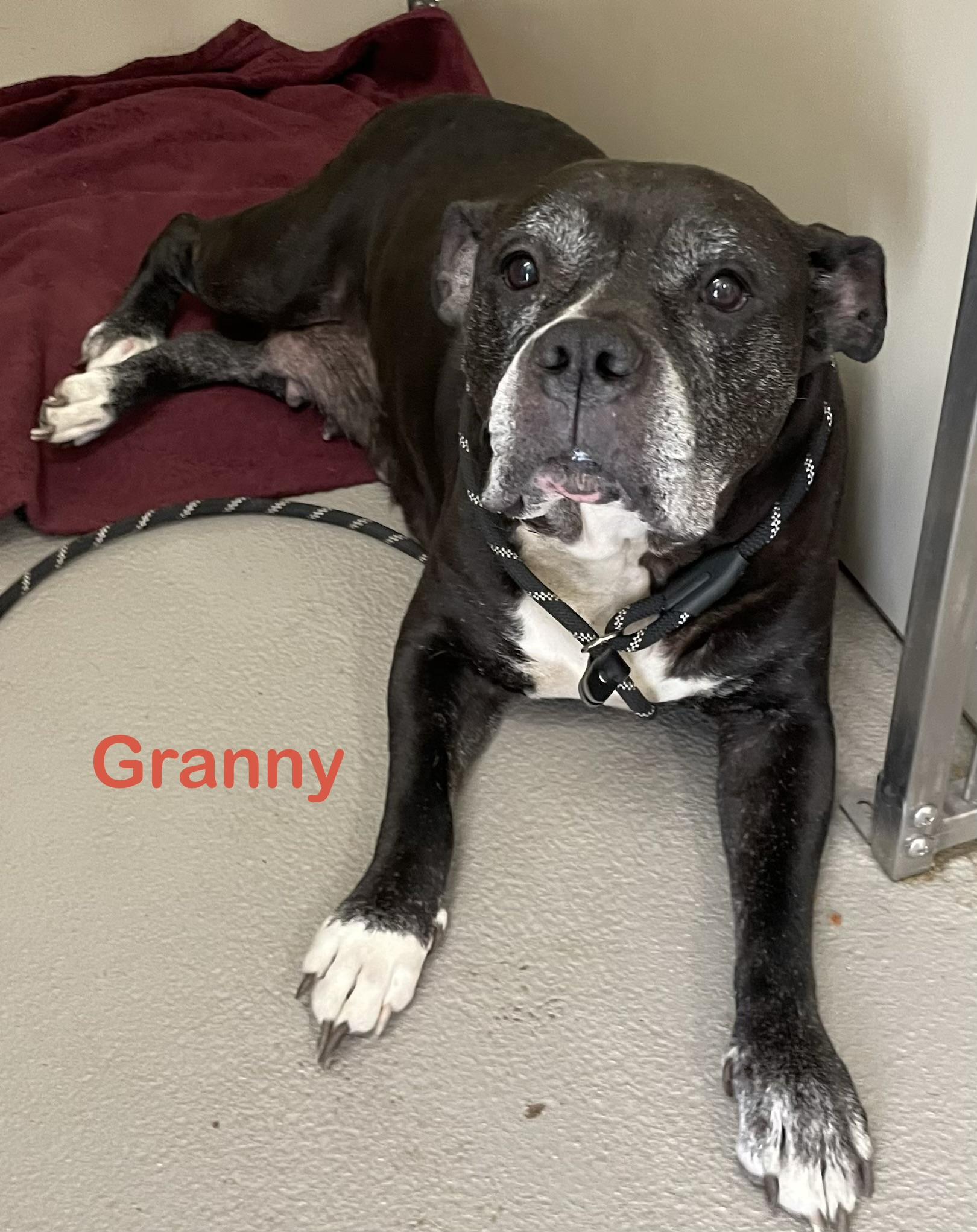 Granny AVAILABLE, a ADOPTABLE American Bully in Canton, OH image 3/4