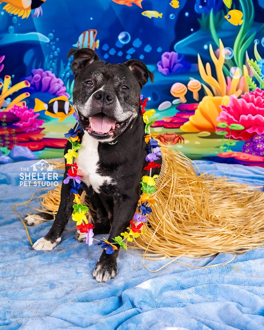 Granny AVAILABLE, ADOPTABLE, Senior Female American Bully.