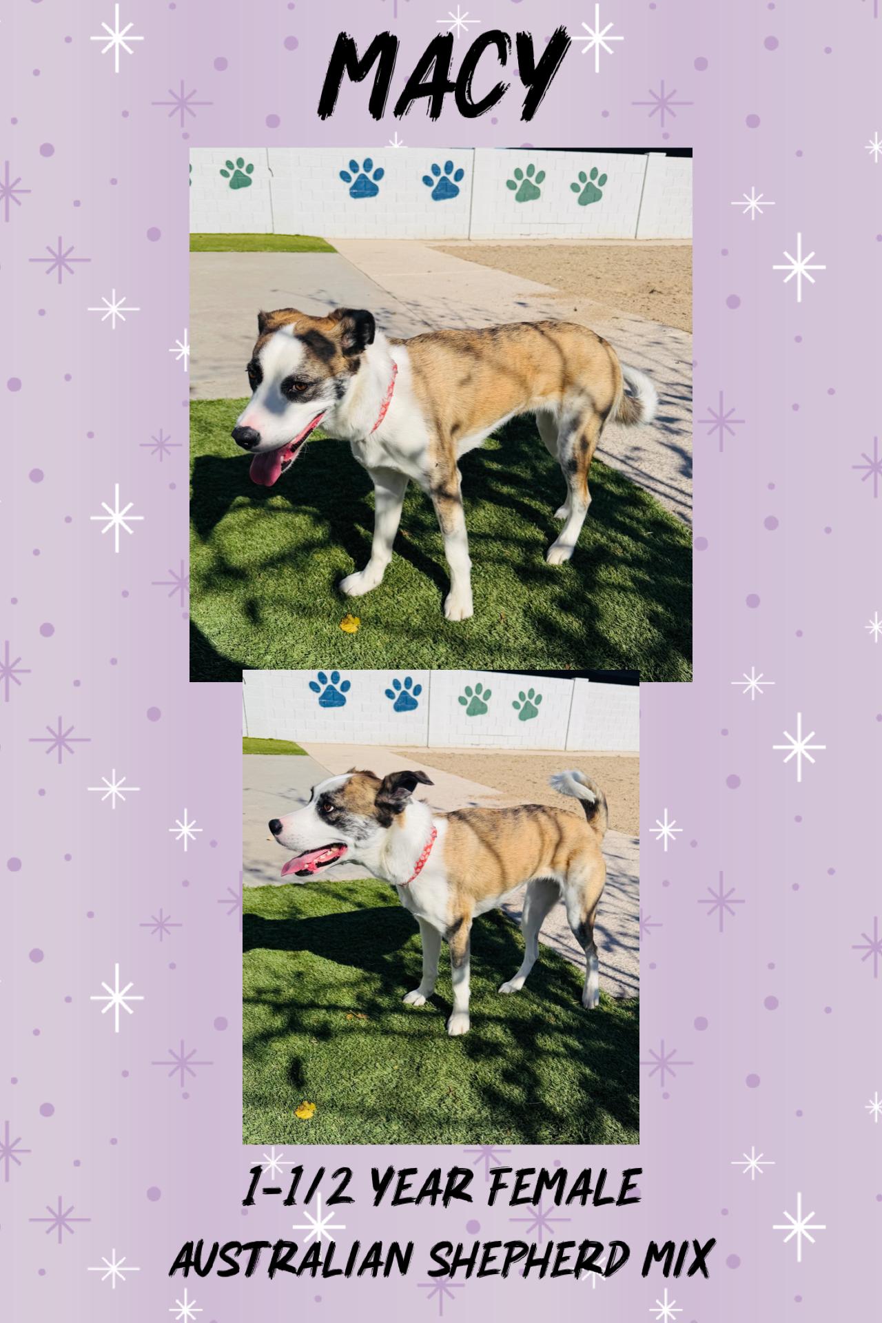 Enlarge MACY–1 YEAR AUSTRALIAN SHEPHERD MIX FEMALE @ PETCO, 5011 E. RAY ROAD, PHX 85044 ON SATURDAY, MARCH 7, an adoptable Australian Shepherd in Mesa, AZ image 2/3