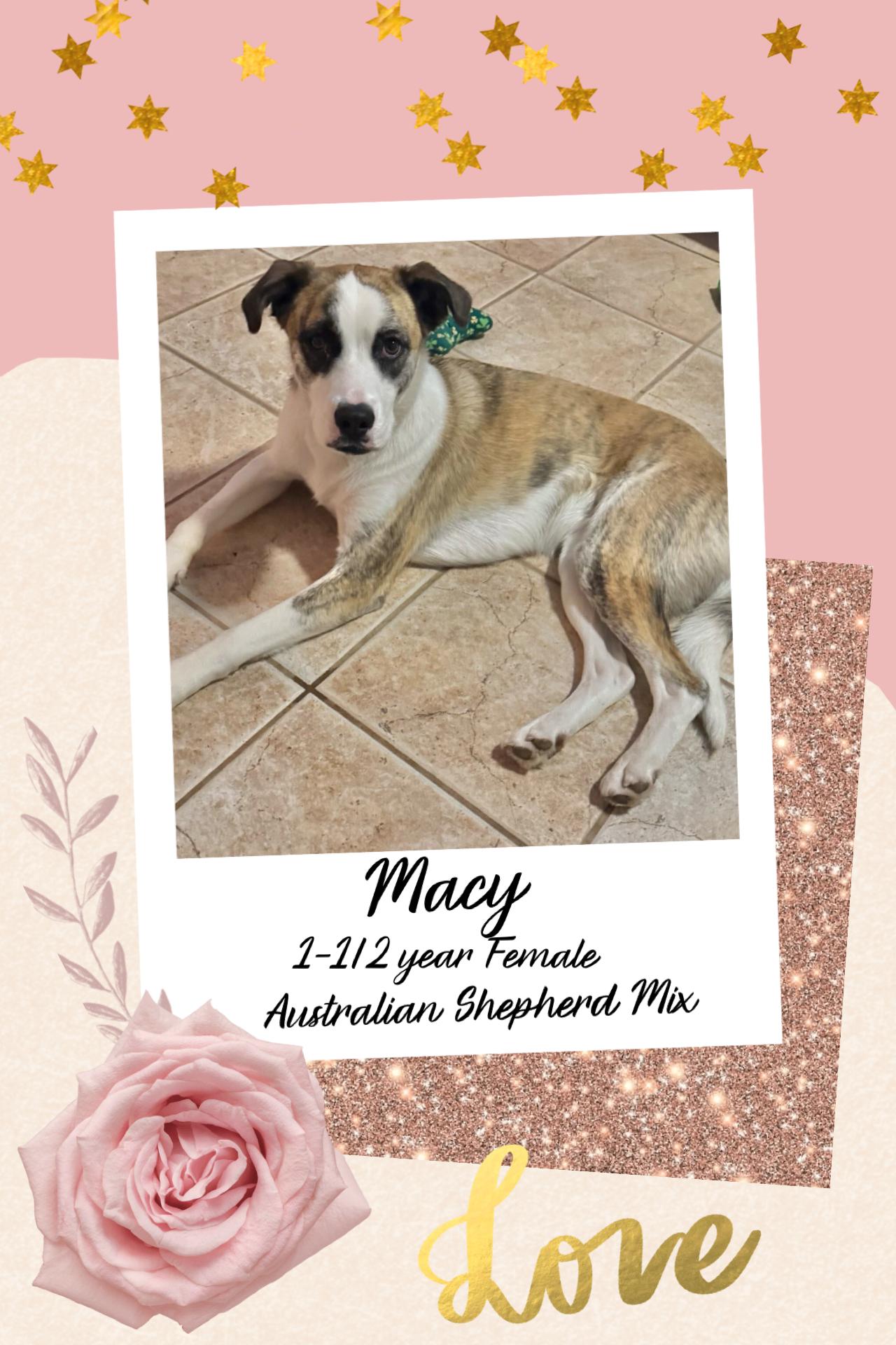 Enlarge MACY–1 YEAR AUSTRALIAN SHEPHERD MIX FEMALE @ PETCO, 5011 E. RAY ROAD, PHX 85044 ON SATURDAY, MARCH 7, an adoptable Australian Shepherd in Mesa, AZ image 1/3