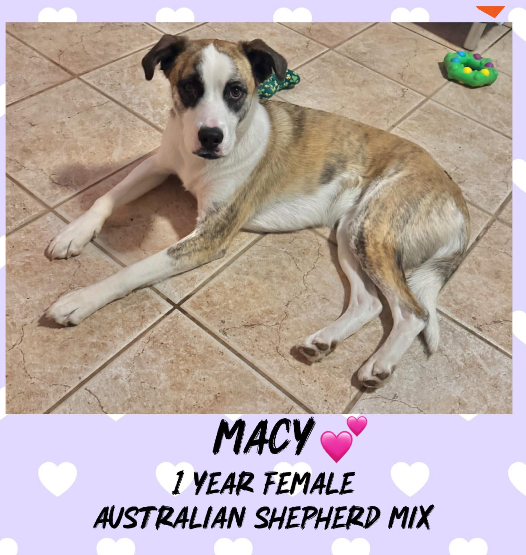 MACY– 1 YEAR AUSTRALIAN SHEPHERD MIX FEMALE@PETCO, 5011 E. RAY ROAD, PHX 85044 ON SATURDAY, JAN. 3rd, ADOPTABLE, Adult Female Australian Shepherd.