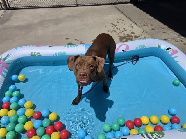 Enlarge COCO, a Adoptable mixed breed in Denver, CO image 1/1