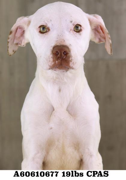 Enlarge Sunflower, a Adoptable mixed breed in Shreveport, LA image 2/2
